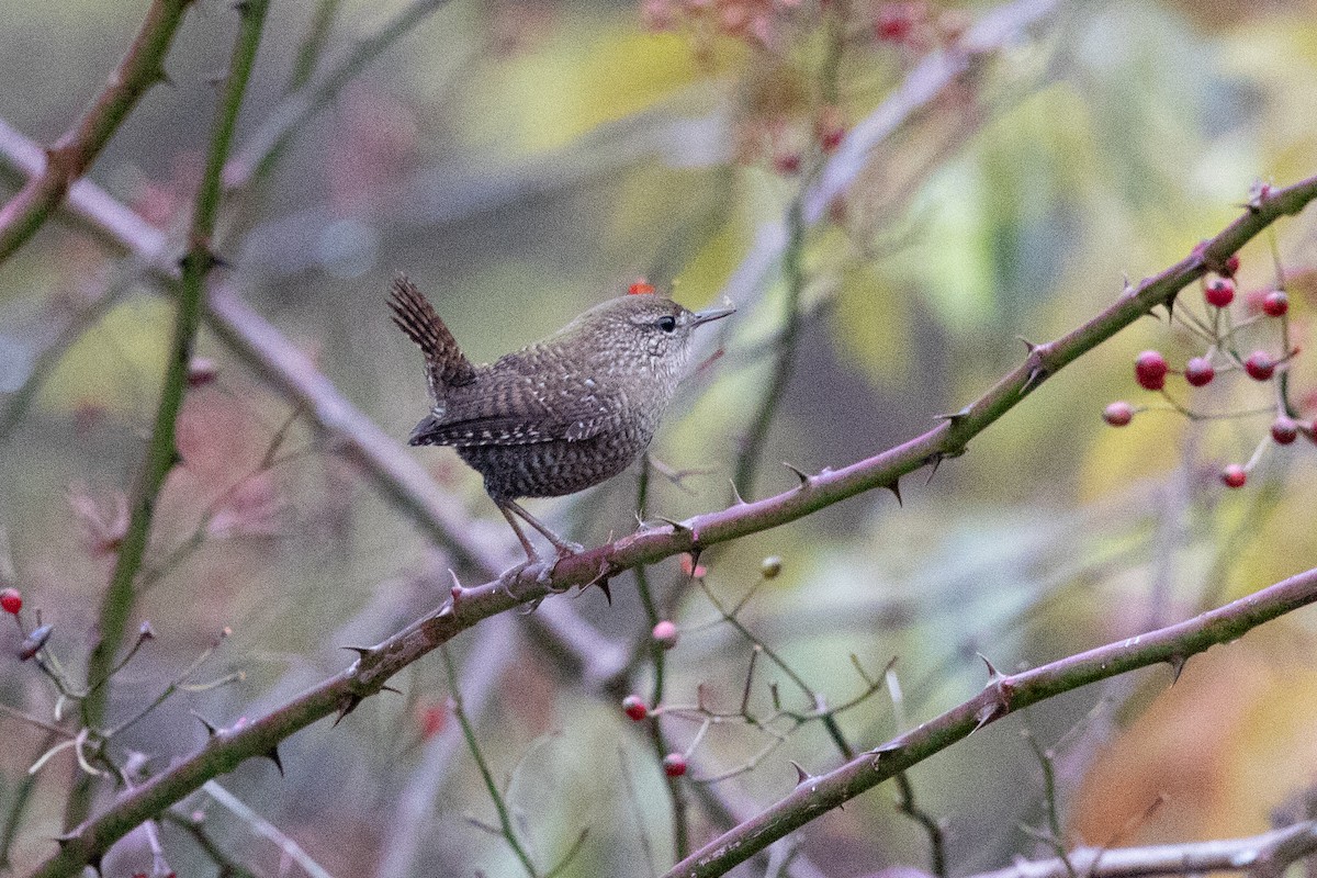 Winter Wren - ML644948350