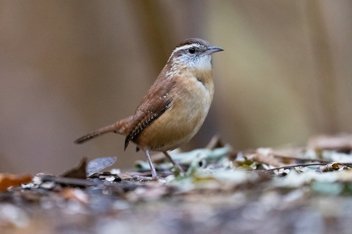 Carolina Wren - ML644948352