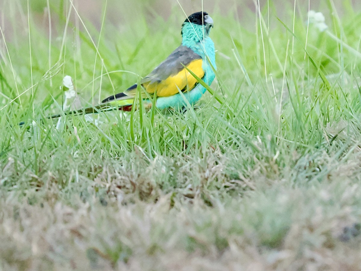 svarthetteparakitt - ML644948357