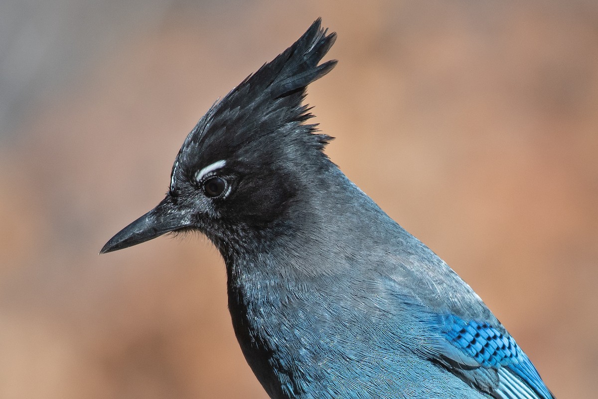 Steller's Jay - ML644948358