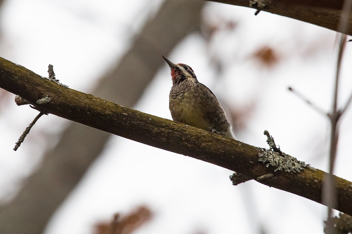 Yellow-bellied Sapsucker - ML644948359