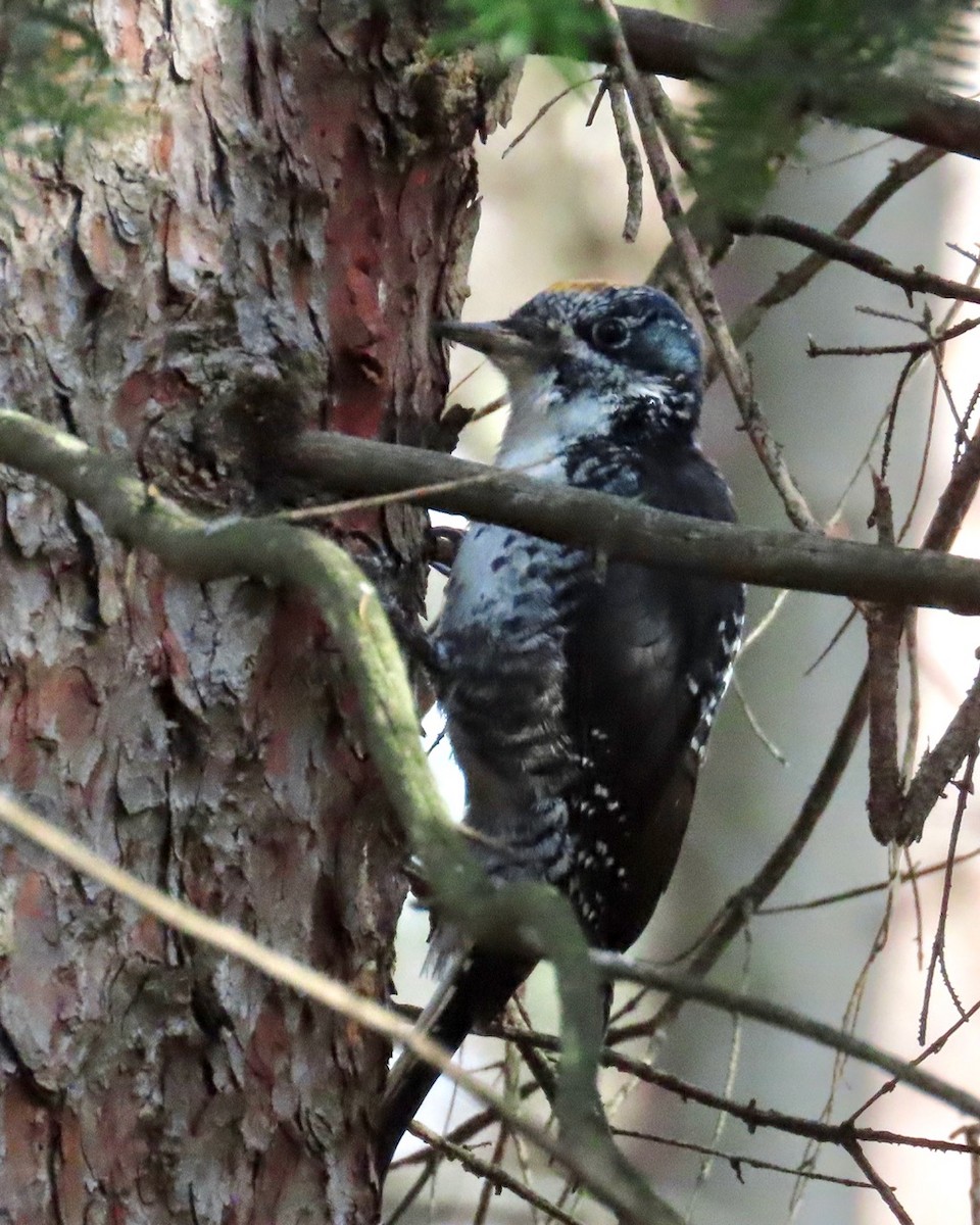 Amerika Üç Parmaklı Ağaçkakanı - ML644948360