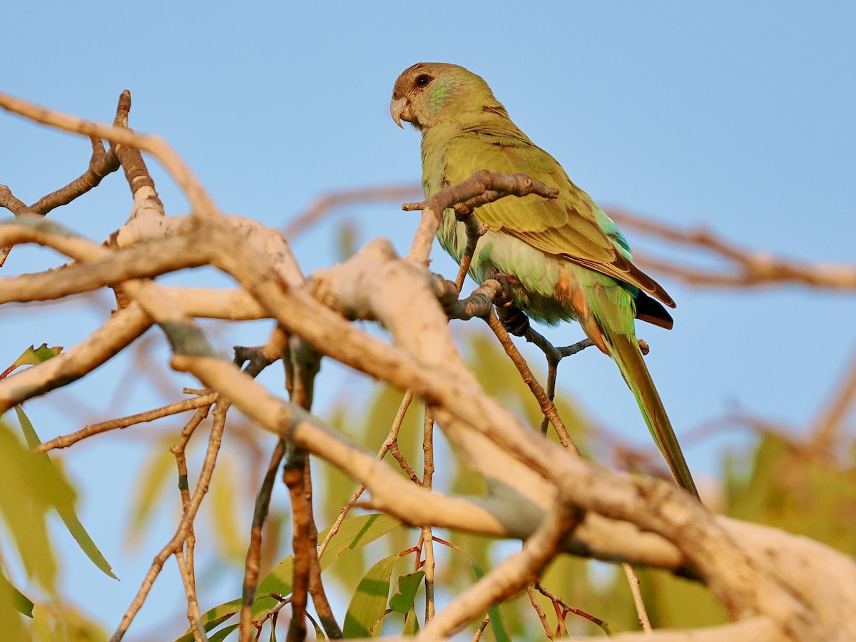 svarthetteparakitt - ML644948363