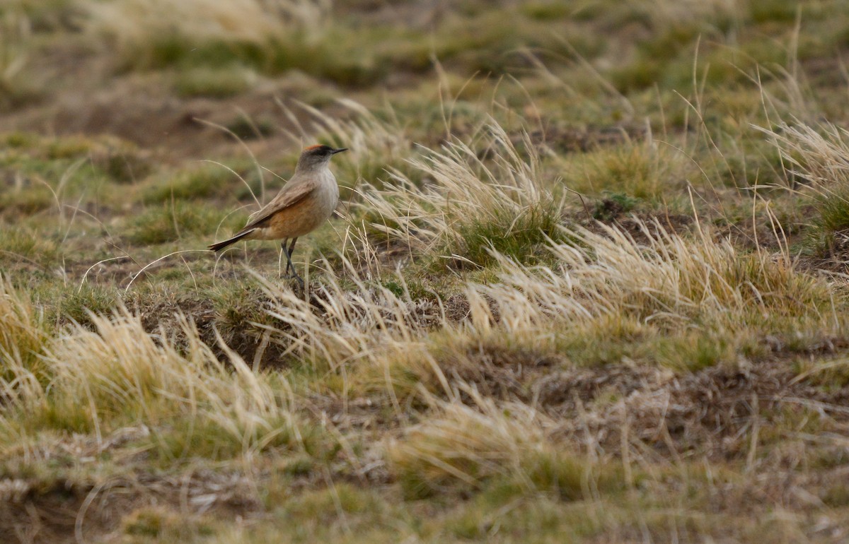 kanelmarktyrann - ML644948367