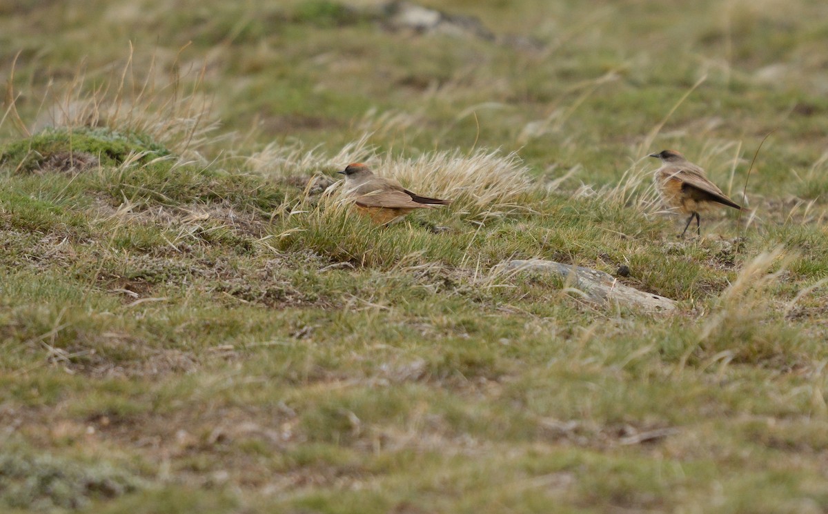 kanelmarktyrann - ML644948368