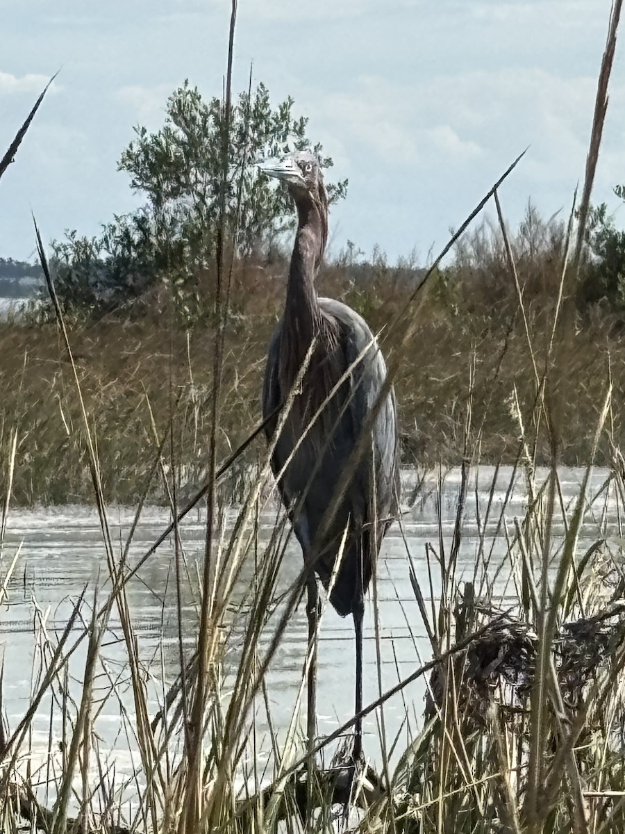Reddish Egret - ML644948372