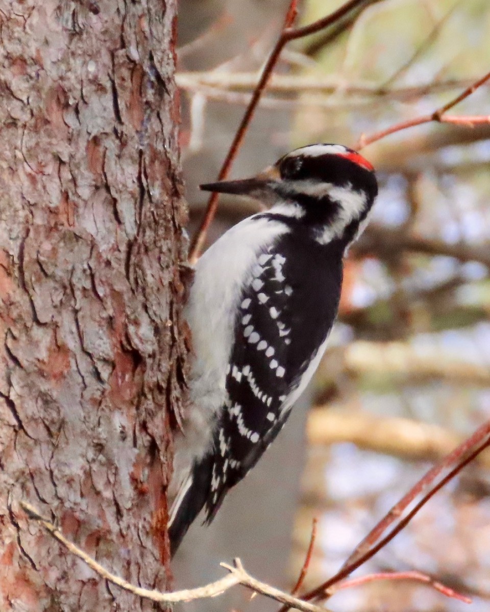 Sert Tüylü Ağaçkakan - ML644948397