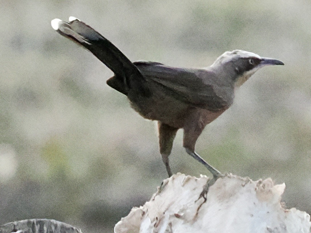 Grauscheitelsäbler - ML644948398