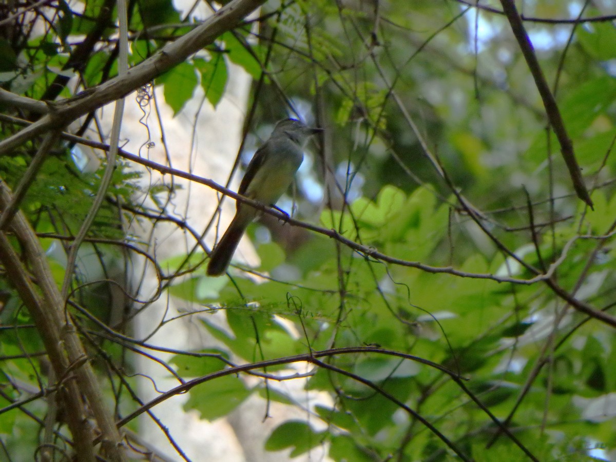 venezuelatyrann - ML644948410