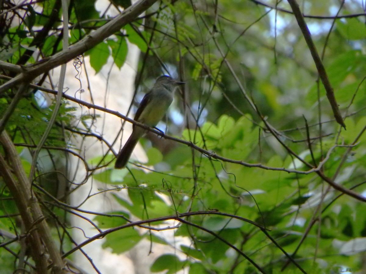 venezuelatyrann - ML644948413