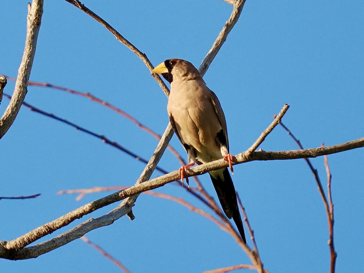 Masked Finch - ML644948420