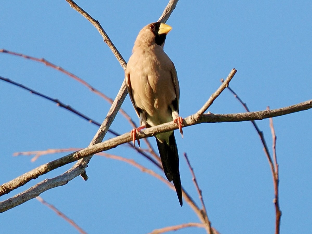 Masked Finch - ML644948421