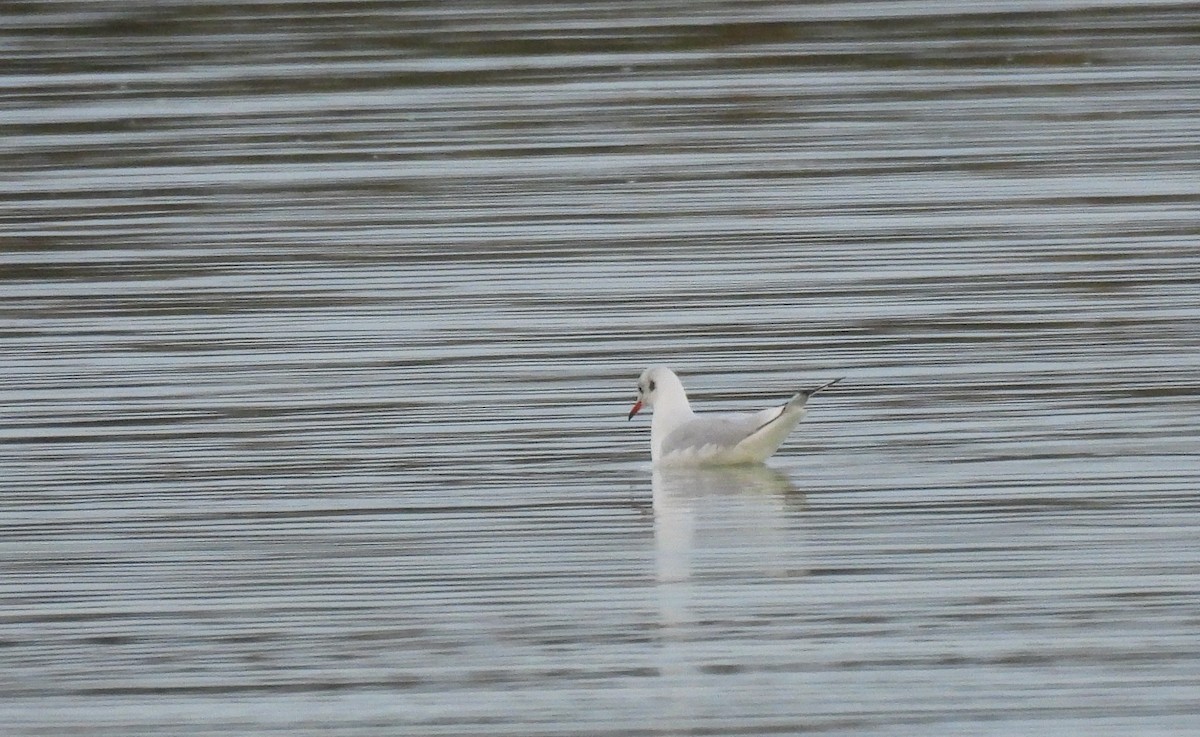 Black-headed Gull - ML644948422