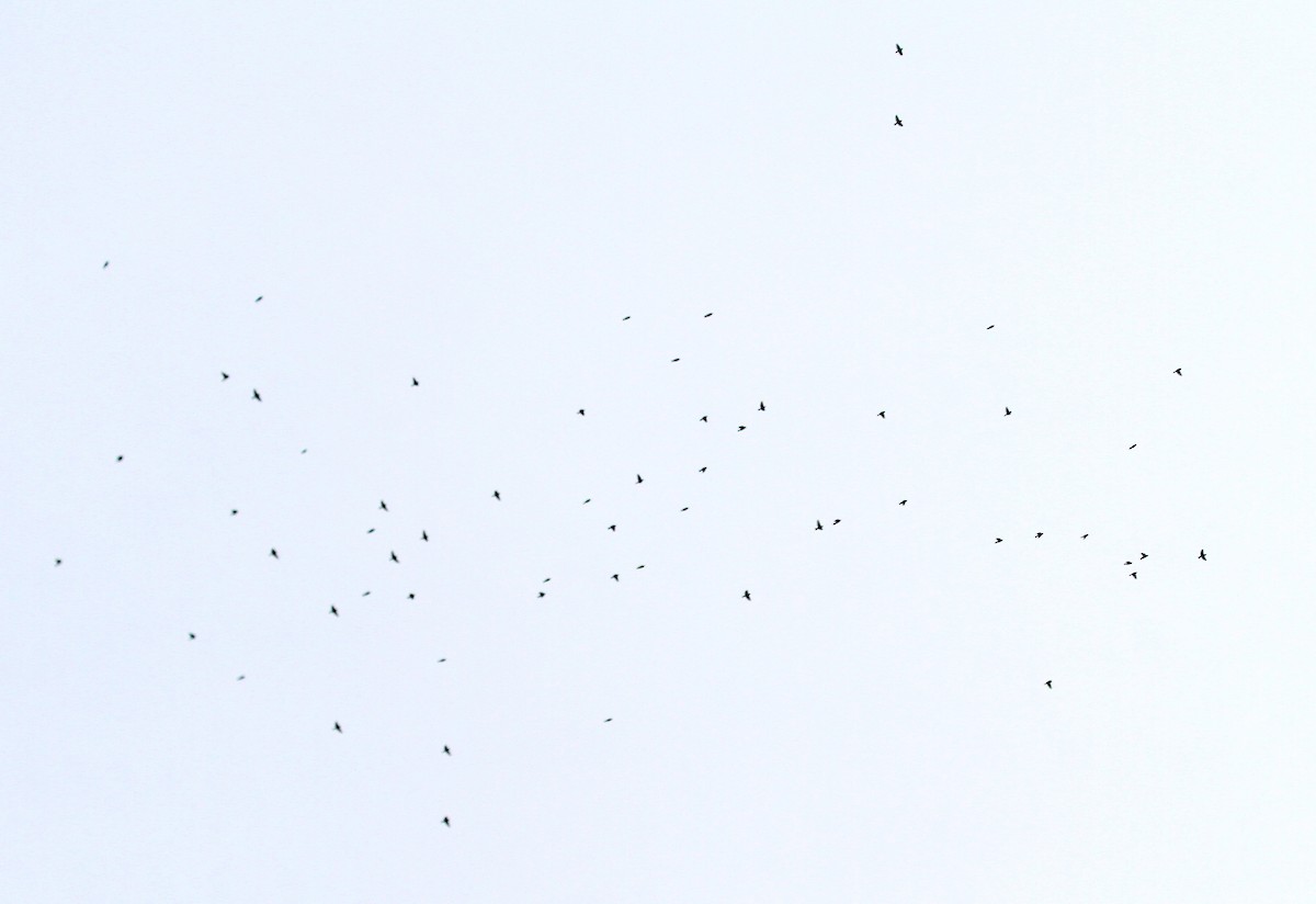 White-winged Crossbill - ML644948425