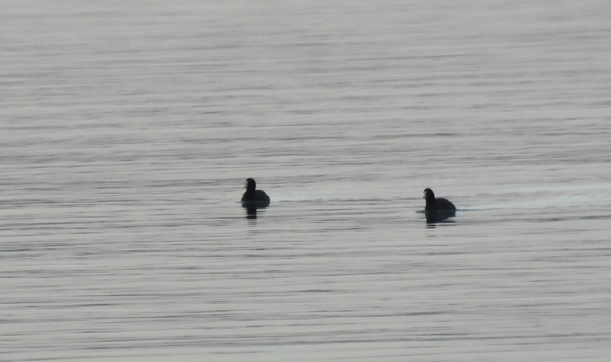 Eurasian Coot - ML644948427