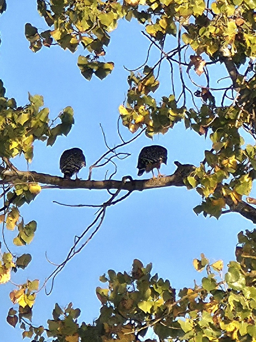 Red-shouldered Hawk - ML644948442