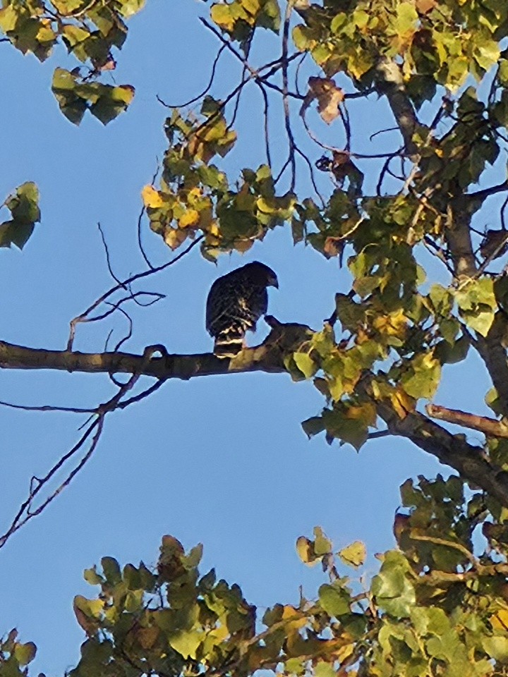 Red-shouldered Hawk - ML644948443