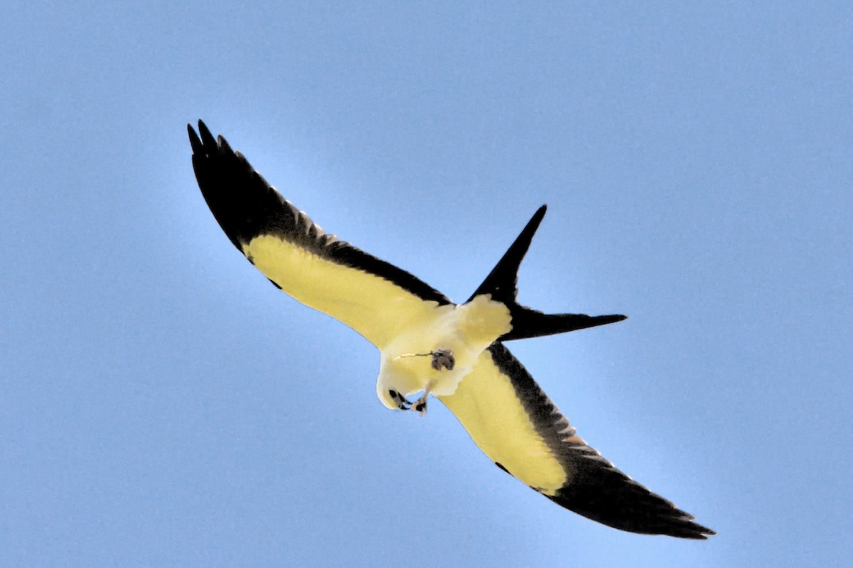 svaleglente - ML644948444