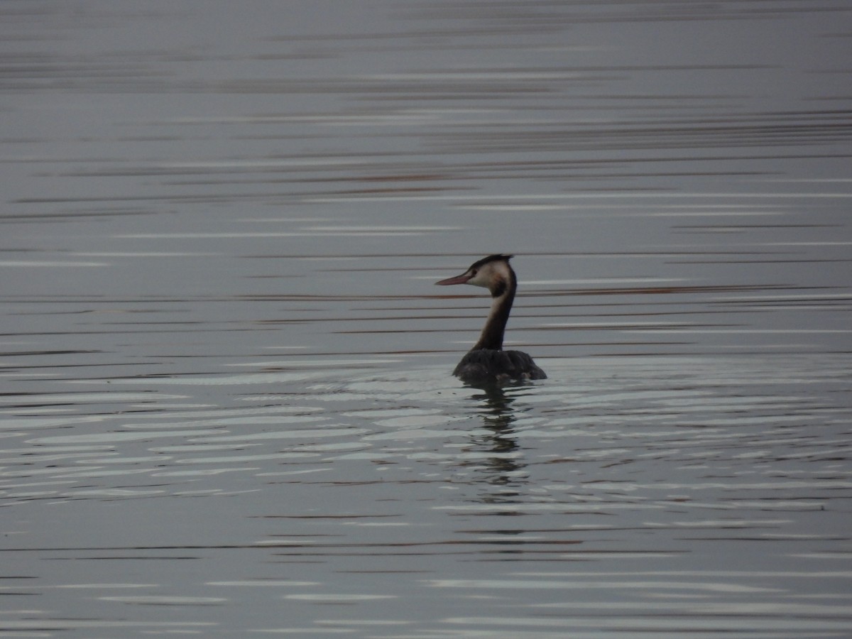 Great Crested Grebe - ML644948445