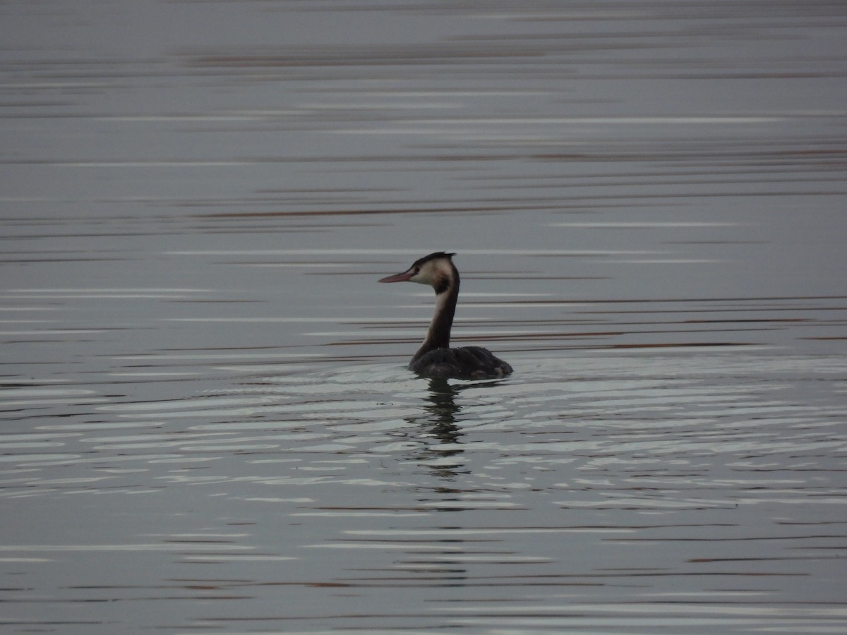 Great Crested Grebe - ML644948446