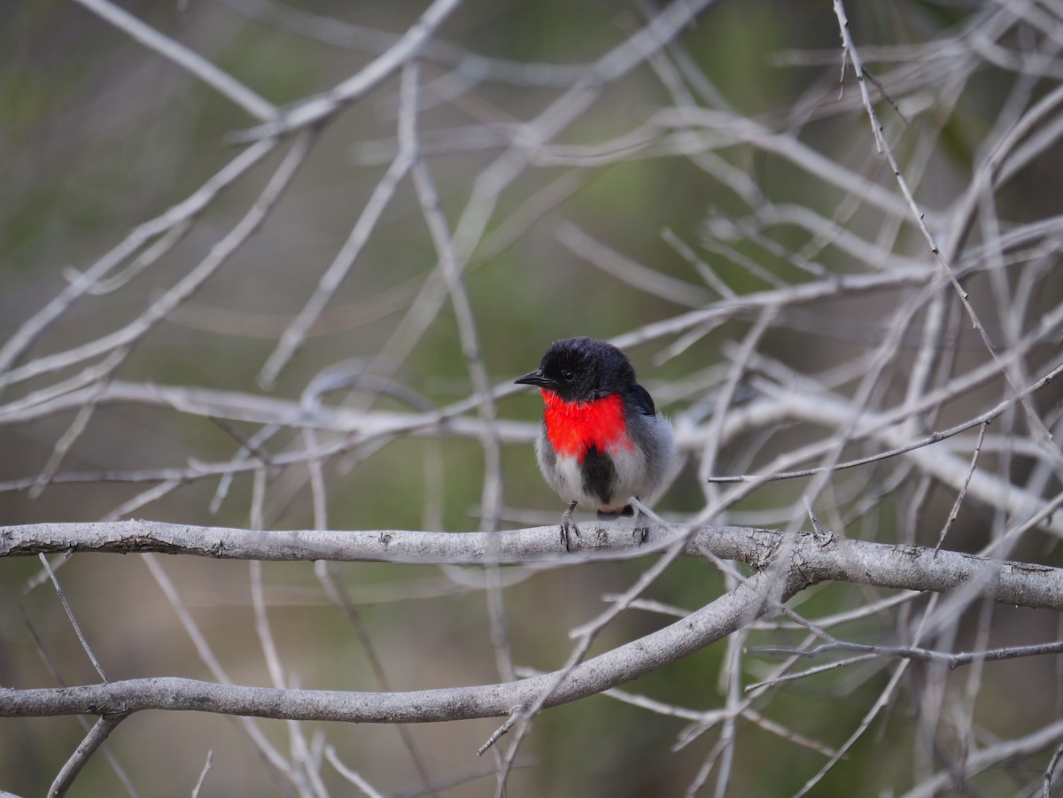 Mistletoebird - ML644948458