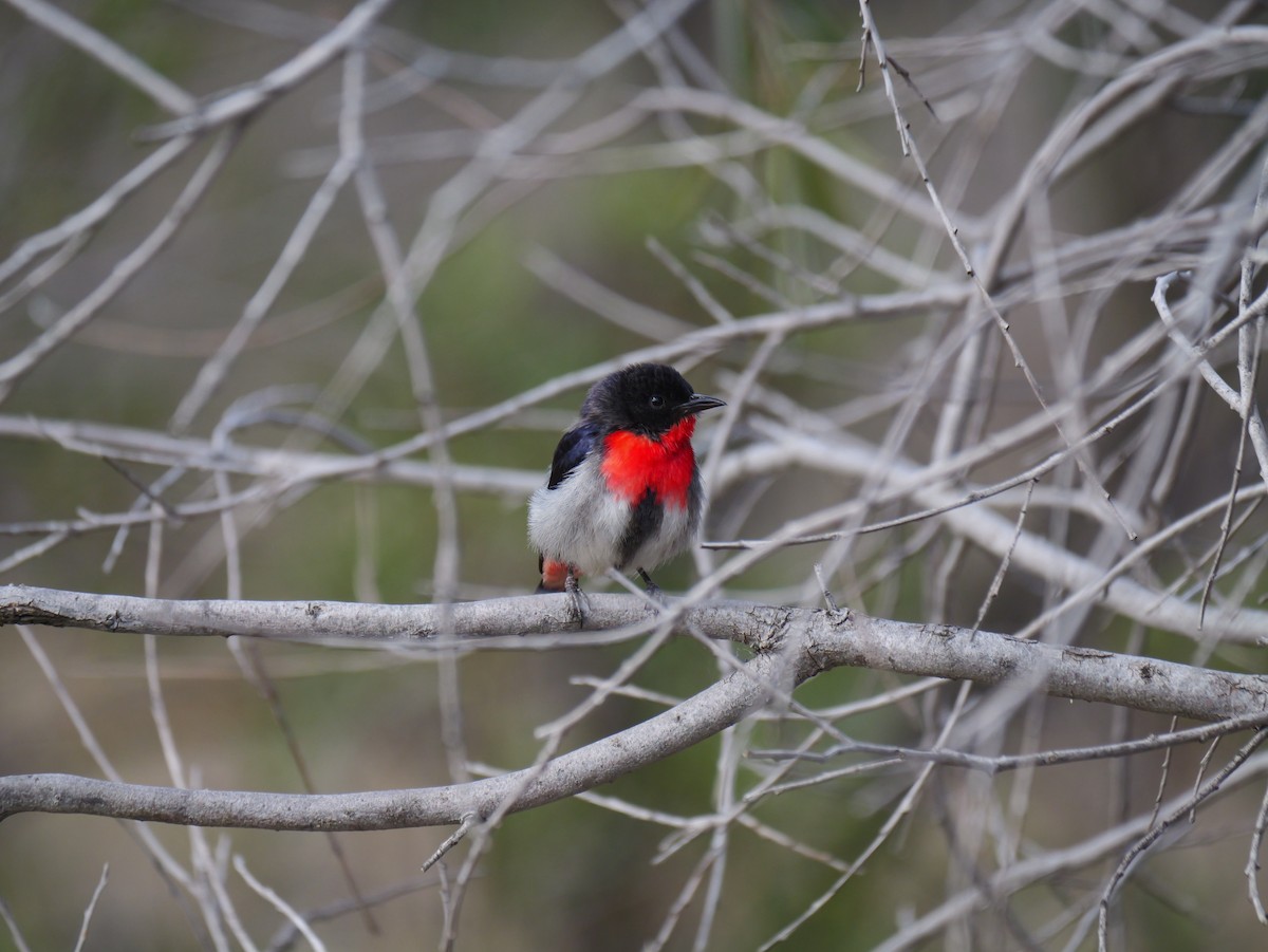Mistletoebird - ML644948459