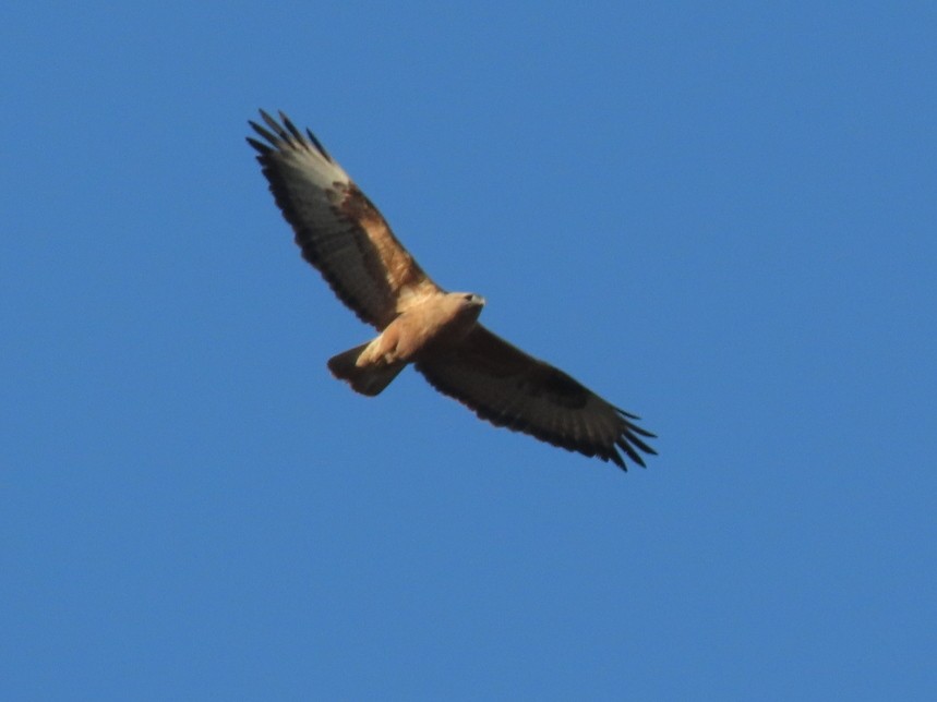 Канюк степовий - ML644948460