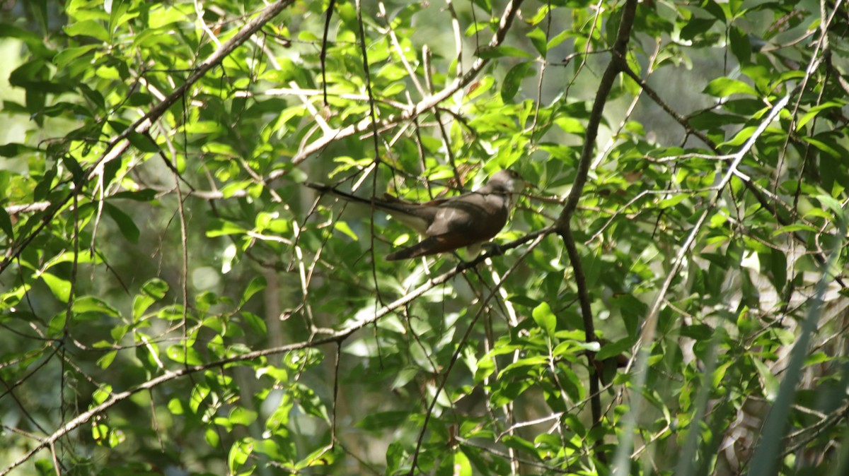 Желтоклювая пиайя - ML644948466