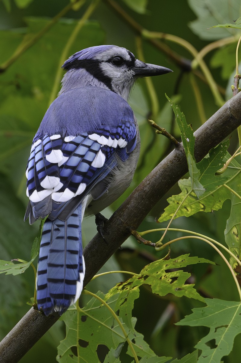Blue Jay - ML644948468