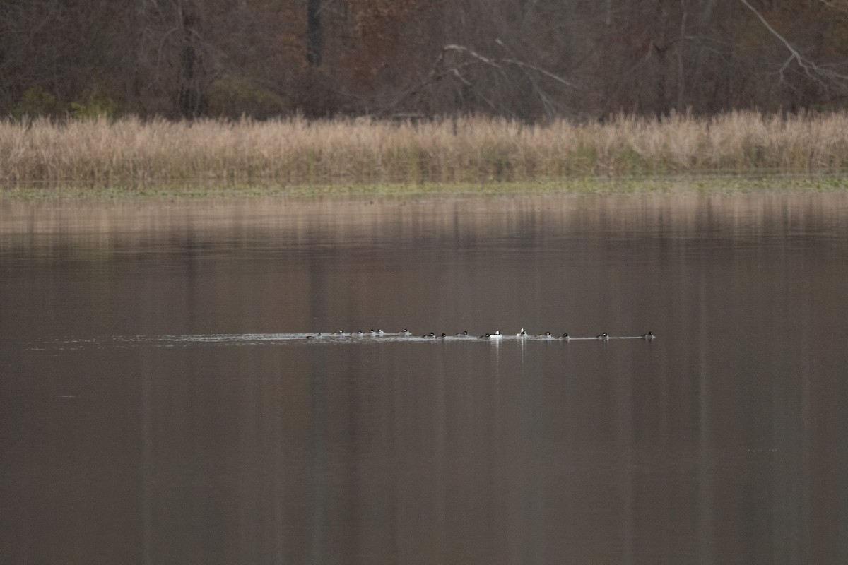 עבראש לבנוני - ML644948487