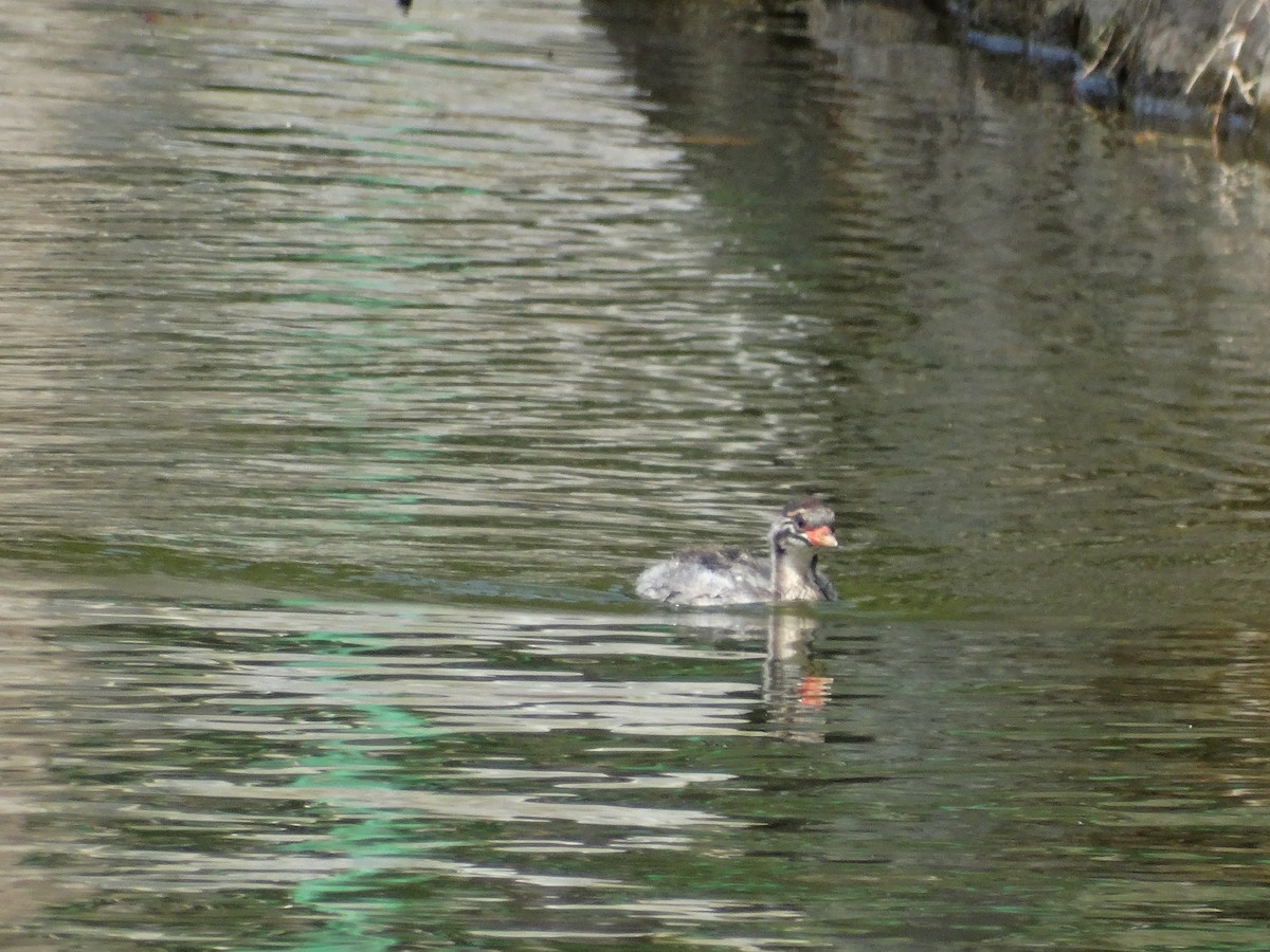 Little Grebe - ML644948488
