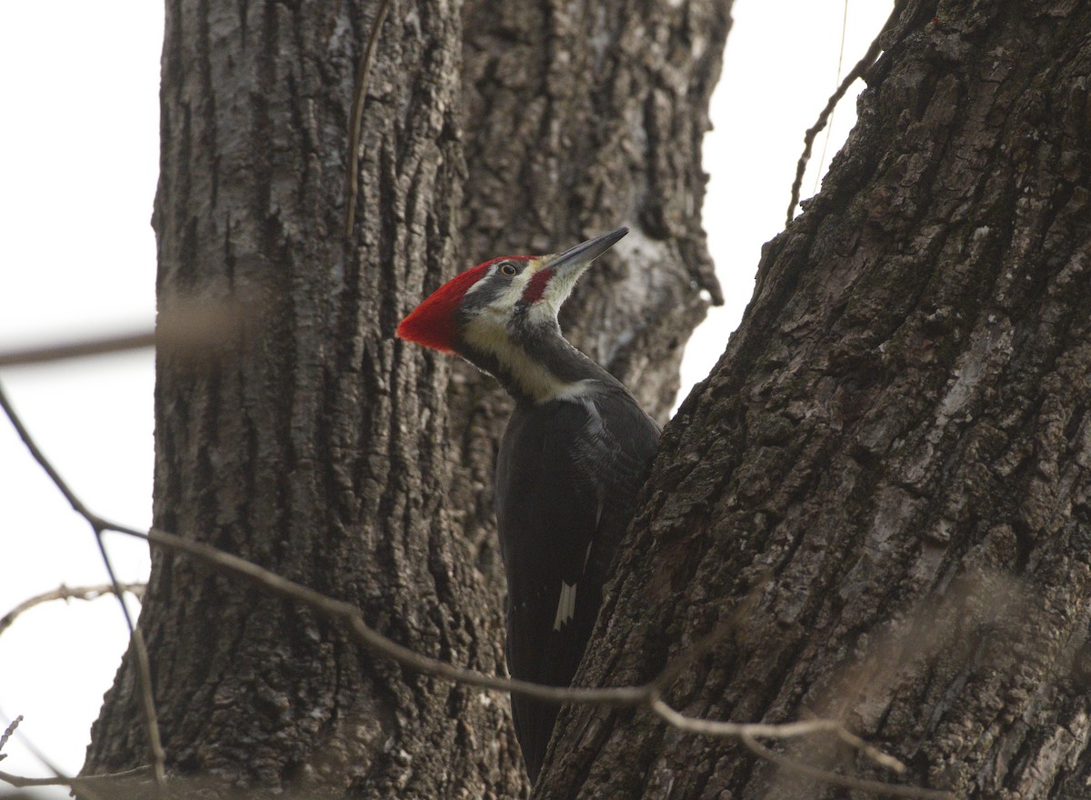 Pileated Woodpecker - ML644948528