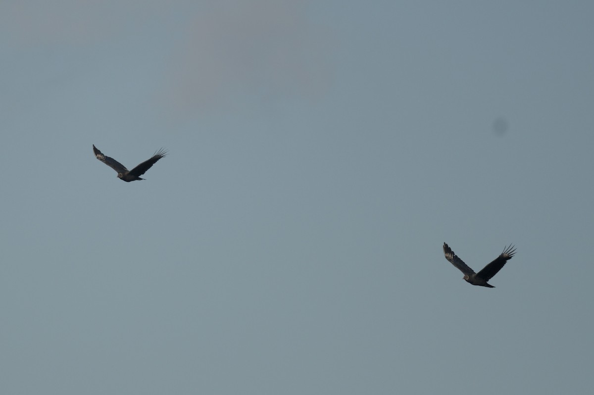 Чёрная катарта - ML644948565