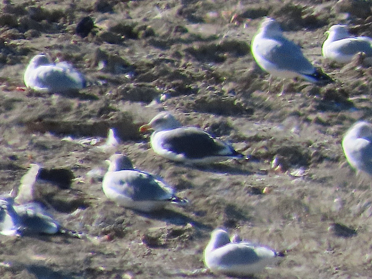 Lesser Black-backed Gull - ML644948576