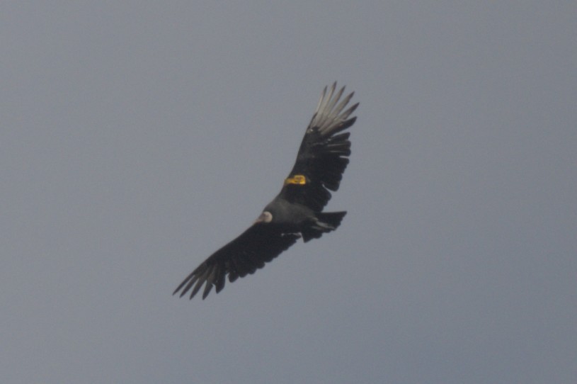 Чёрная катарта - ML644948612