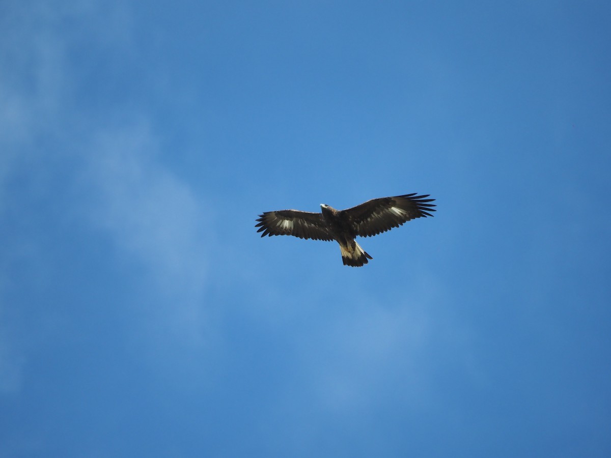 Golden Eagle - ML644948619