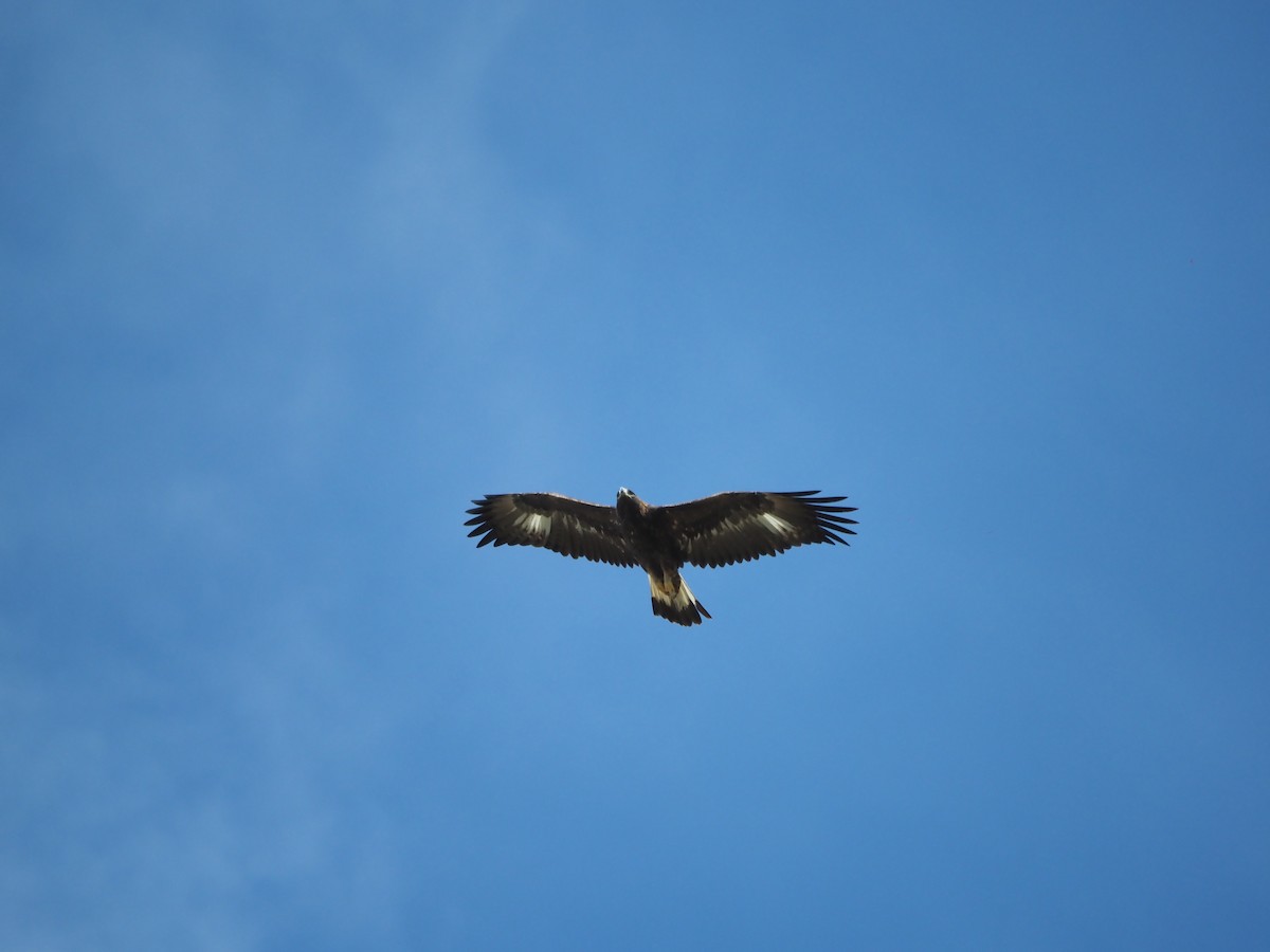 Golden Eagle - ML644948620