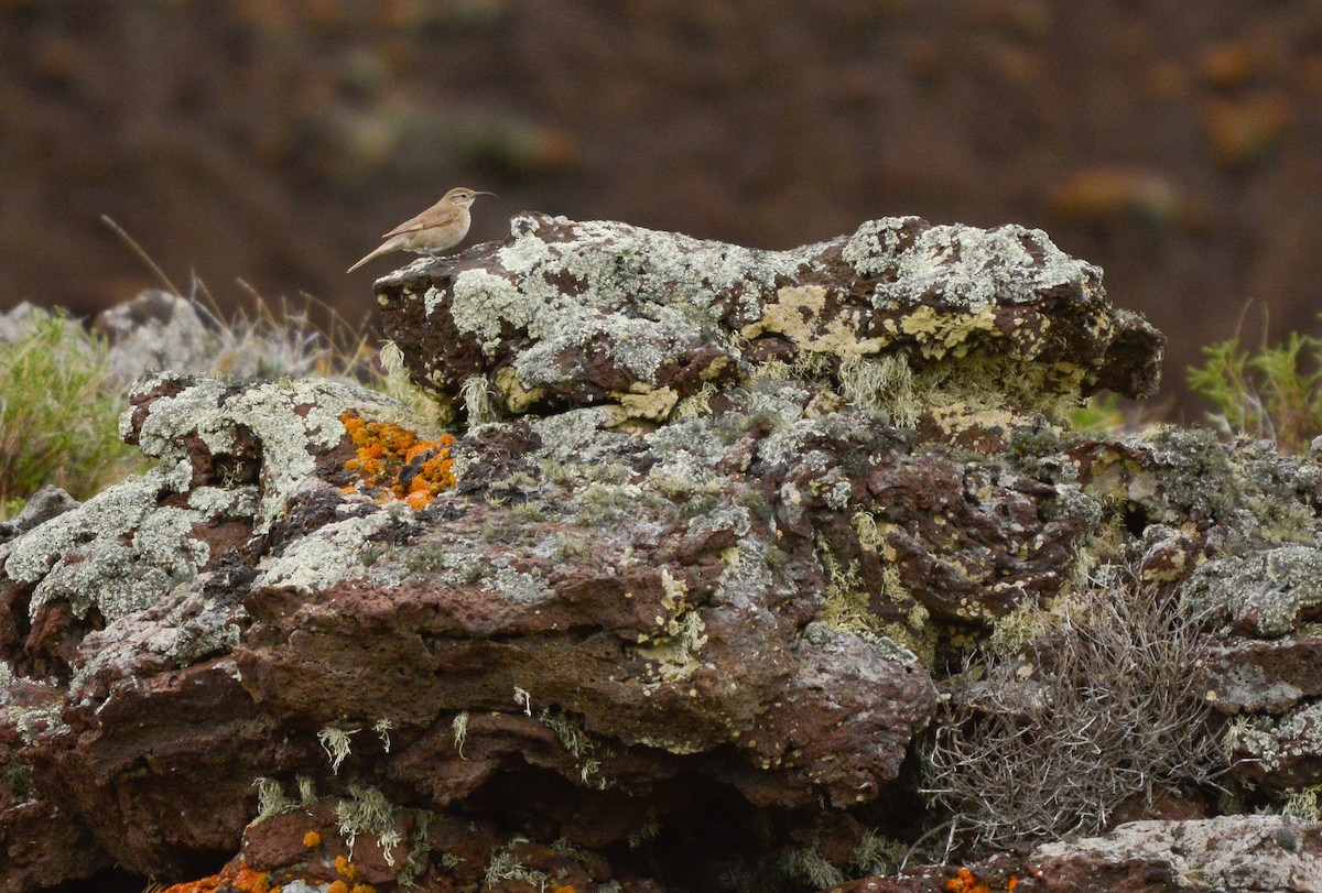 Scale-throated Earthcreeper - ML644948625