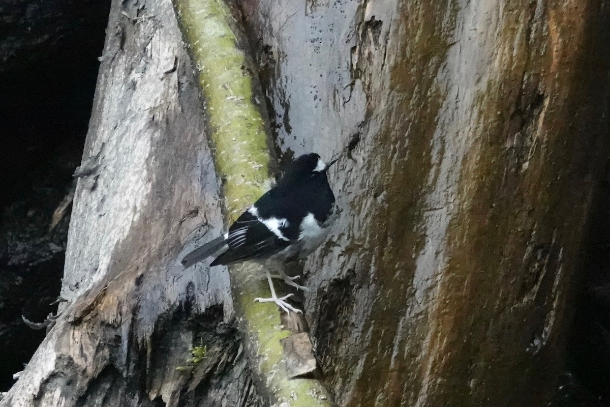 Little Forktail - ML644948633