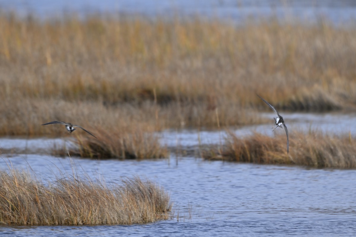 חופית כהת-חזה - ML644948652