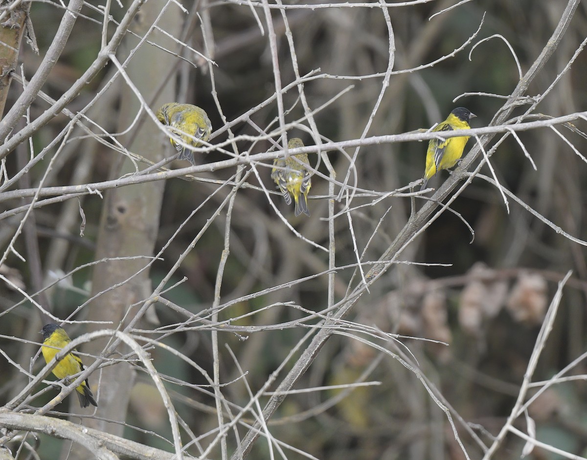 Hooded Siskin - ML644948668