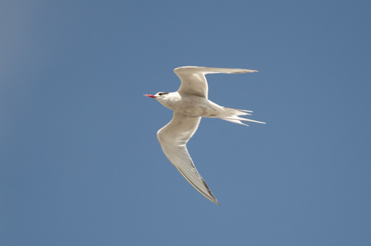 South American Tern - ML644948675