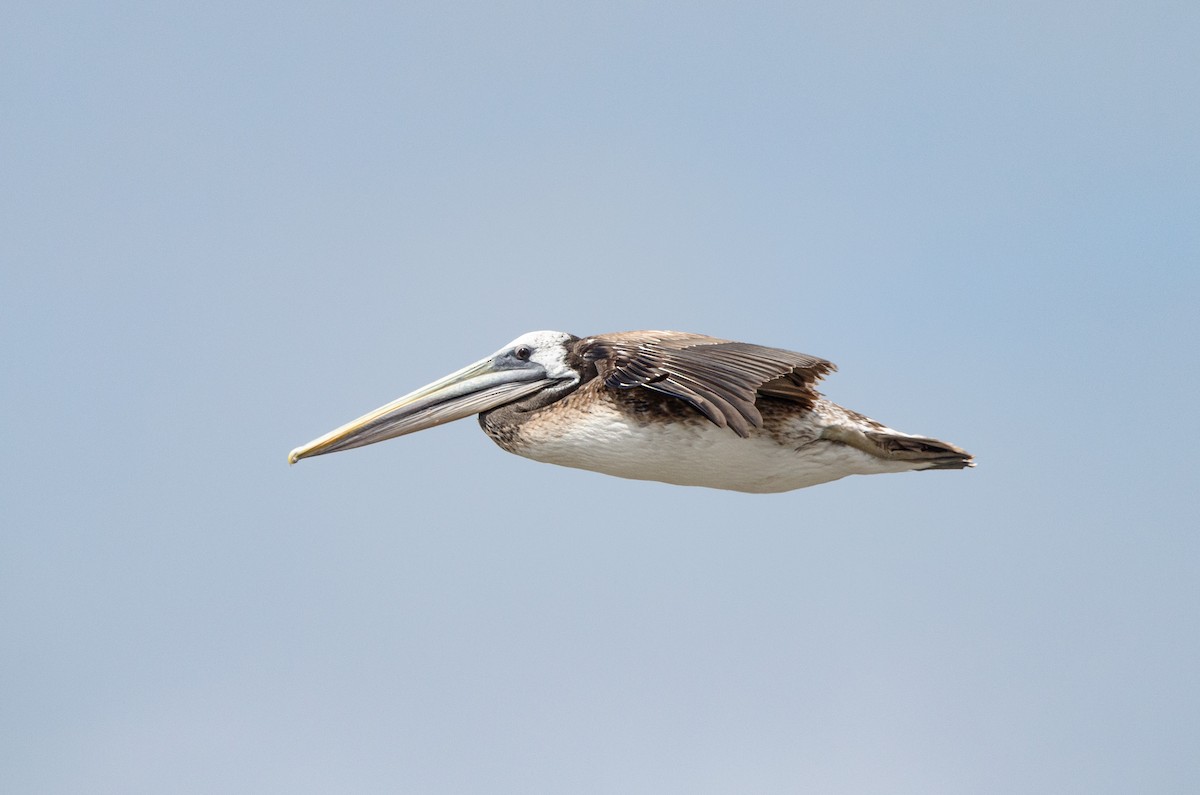 Peruvian Pelican - ML644948690