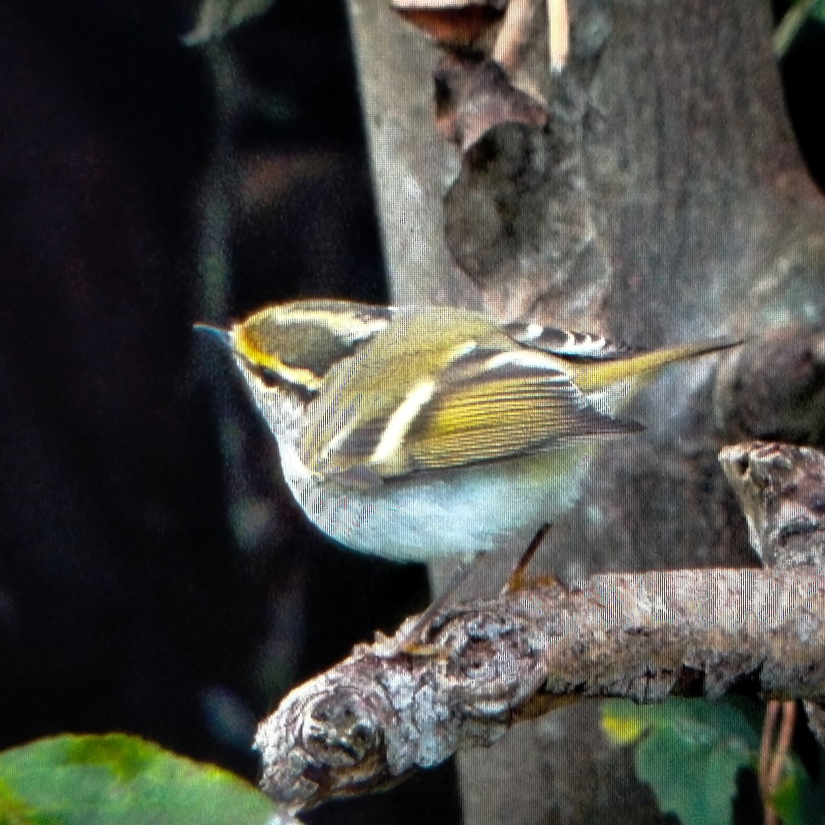 Pallas's Leaf Warbler - ML644948714