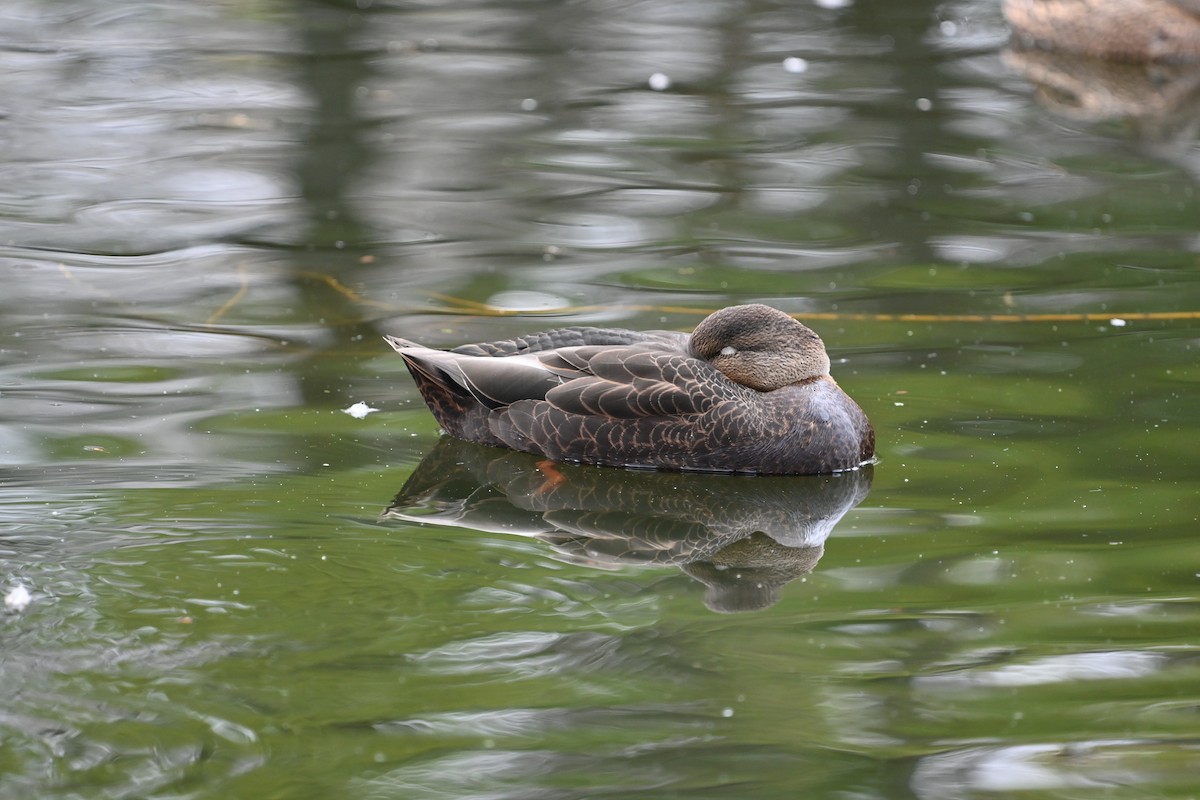 American Black Duck - ML644948719