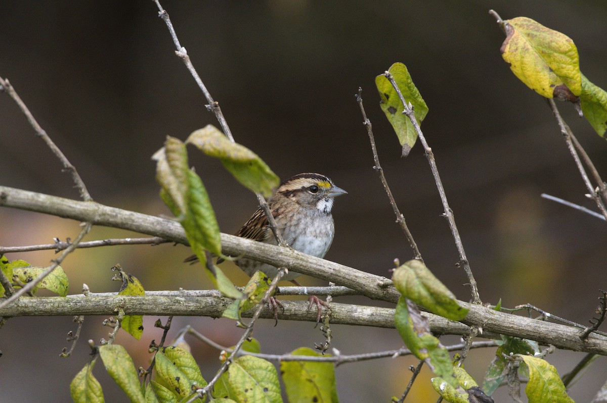 White-throated Sparrow - ML644948730