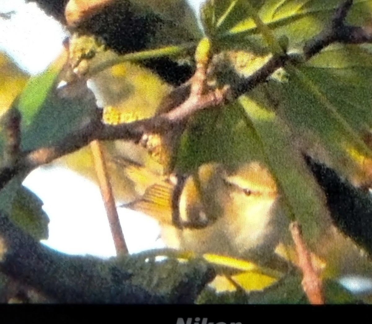 Yellow-browed Warbler - ML644948748
