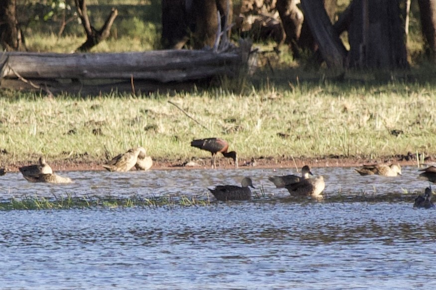 Glossy Ibis - ML644948759