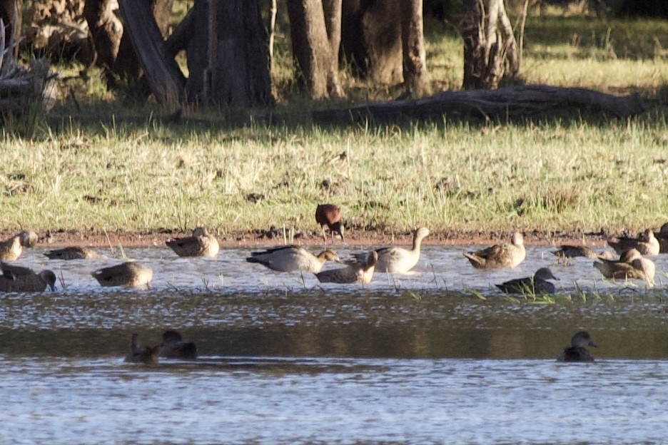 Glossy Ibis - ML644948760
