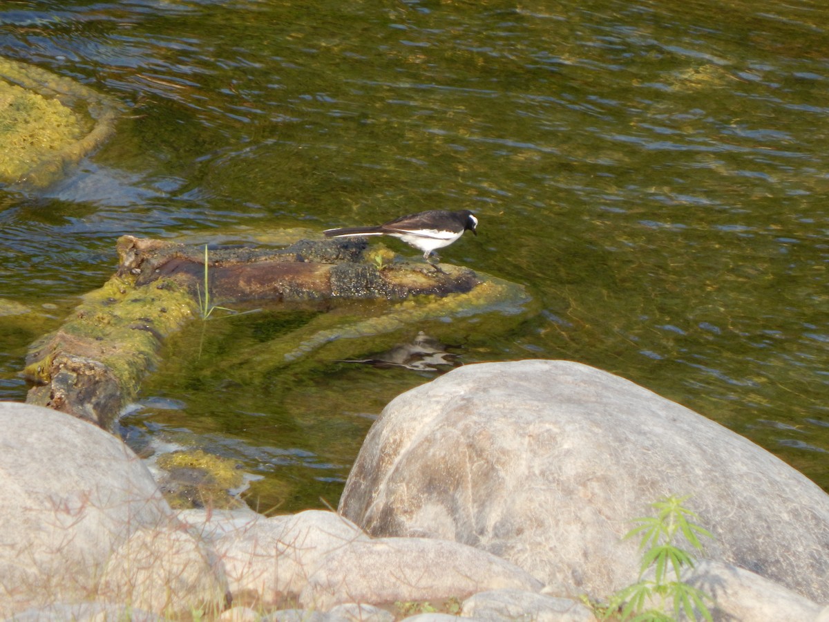 Плиска білоброва - ML644948762